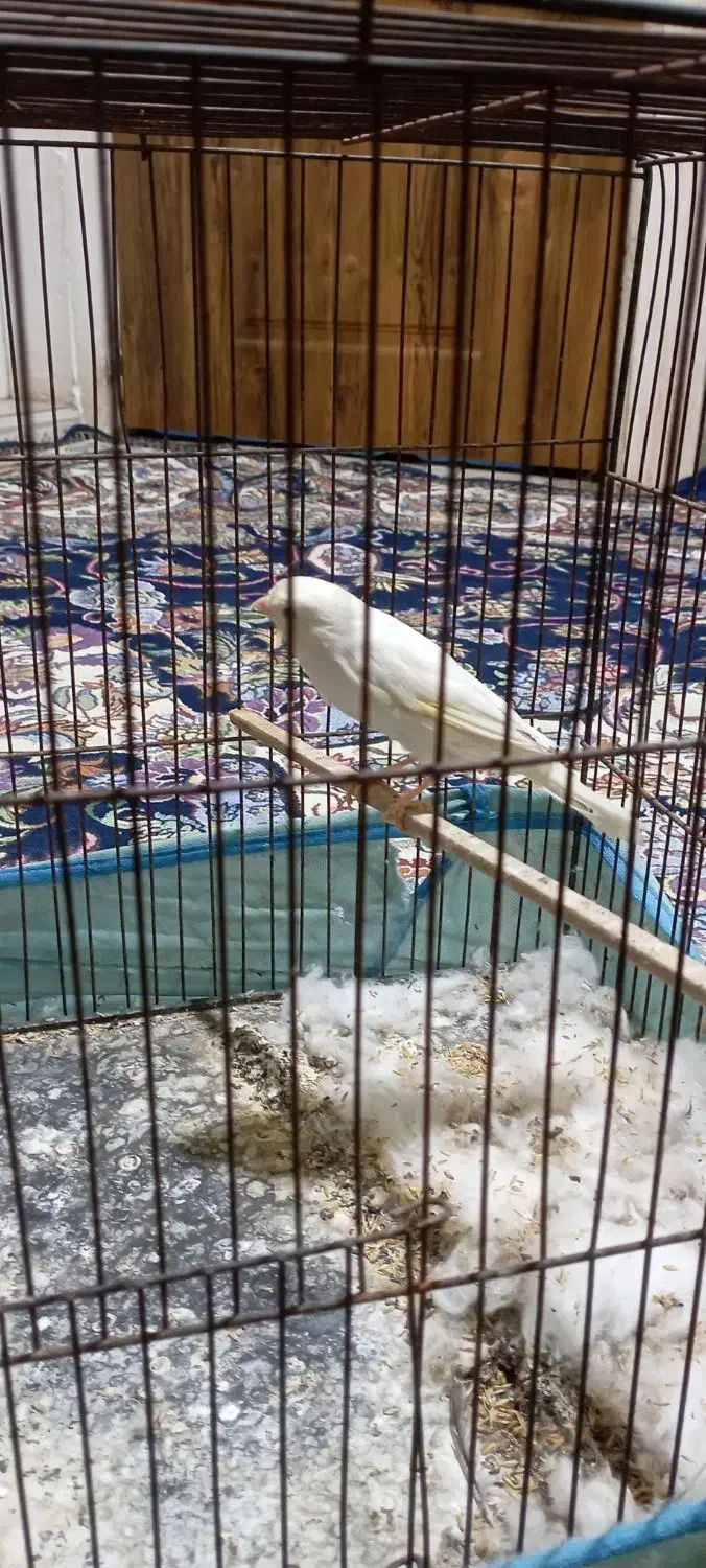 قناری ماده|پرنده|پاکدشت, پاکدشت (مامازند)|دیوار