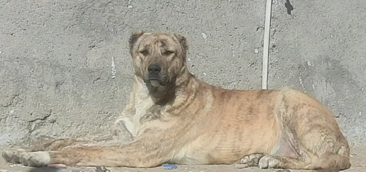 سگ گمشده|حیوانات|چناران, |دیوار