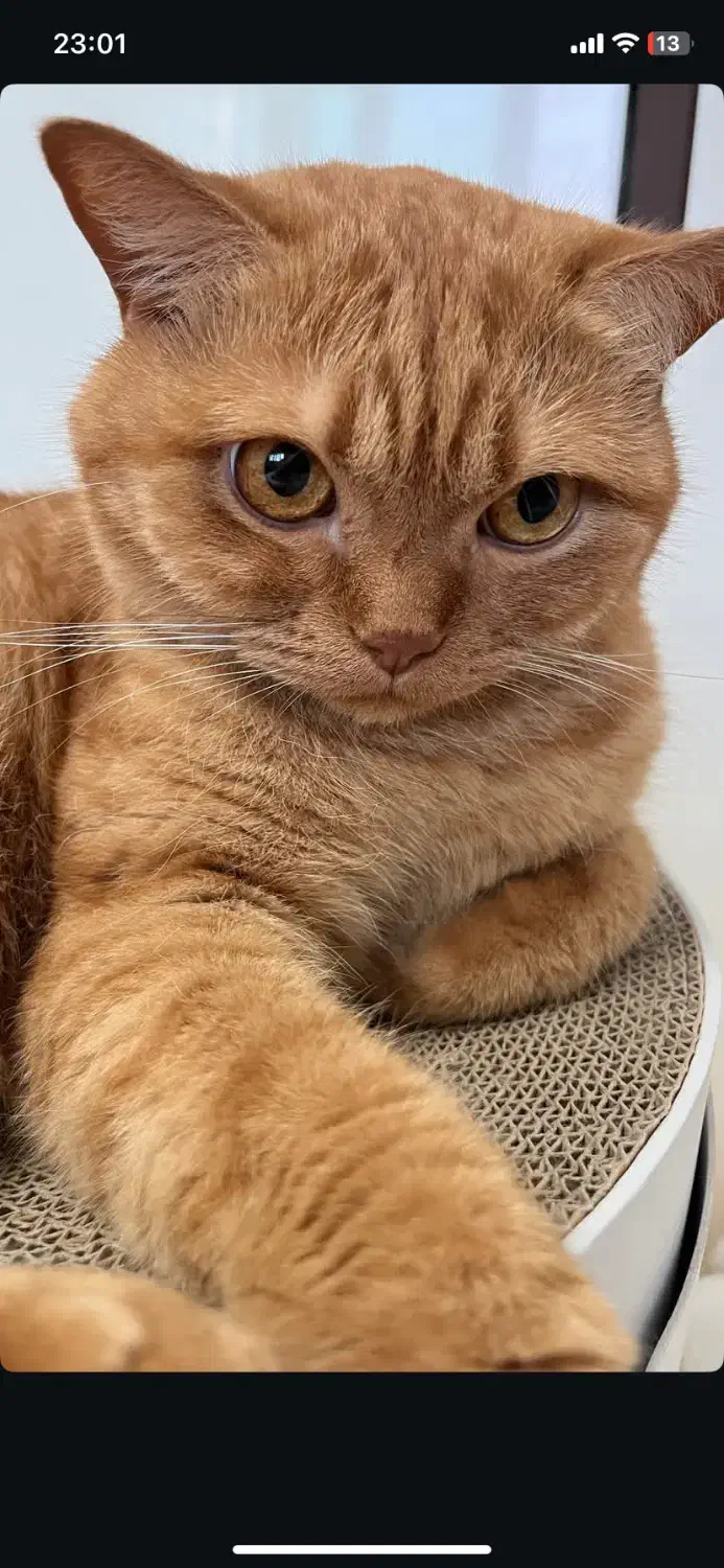 واگذاری گربه بیریتیش نر ۱/۵ ساله|گربه|اراک, |دیوار