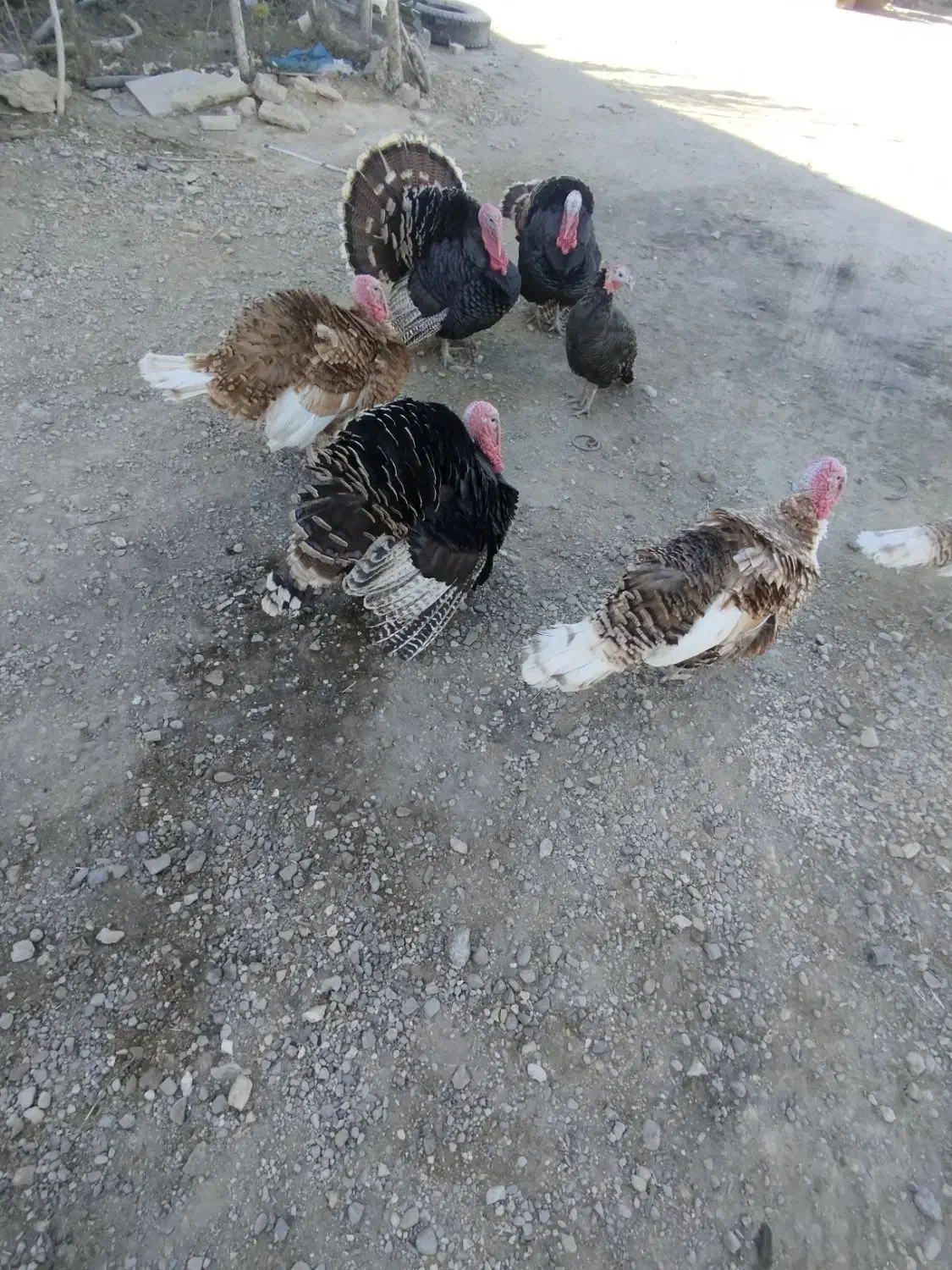 بوقلمون|حیوانات مزرعه|چنگ الماسی, |دیوار