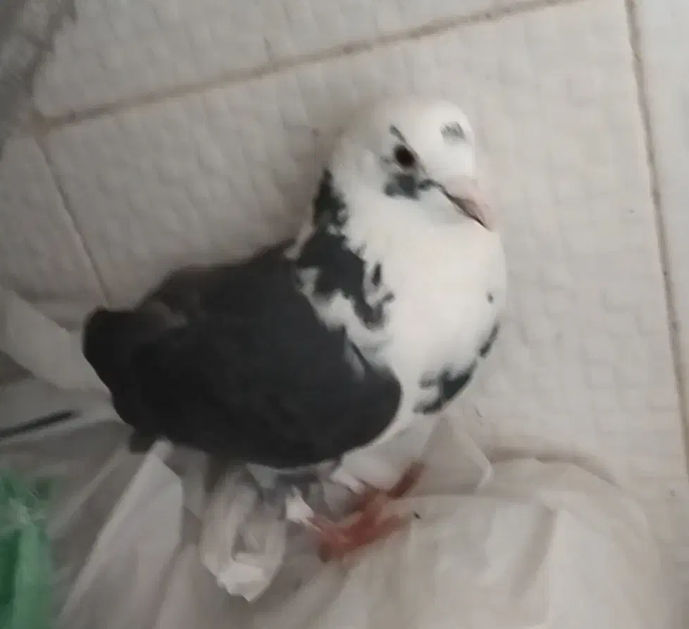 کبوتر|پرنده|کرمانشاه, |دیوار