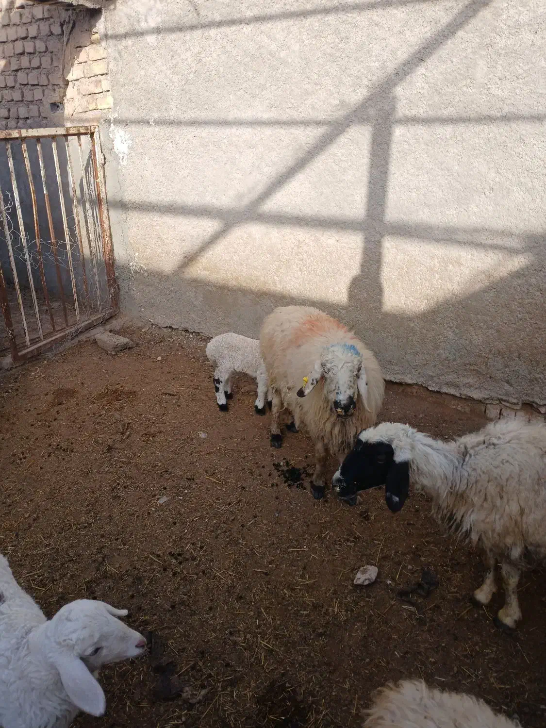 میش داشتی|حیوانات مزرعه|زیرکوه, |دیوار