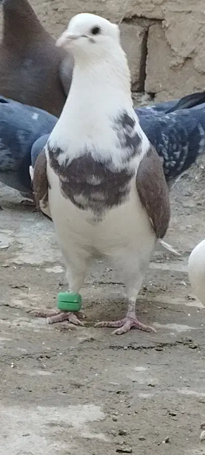 کبوتر پرشی|پرنده|فردوس (خراسان), |دیوار