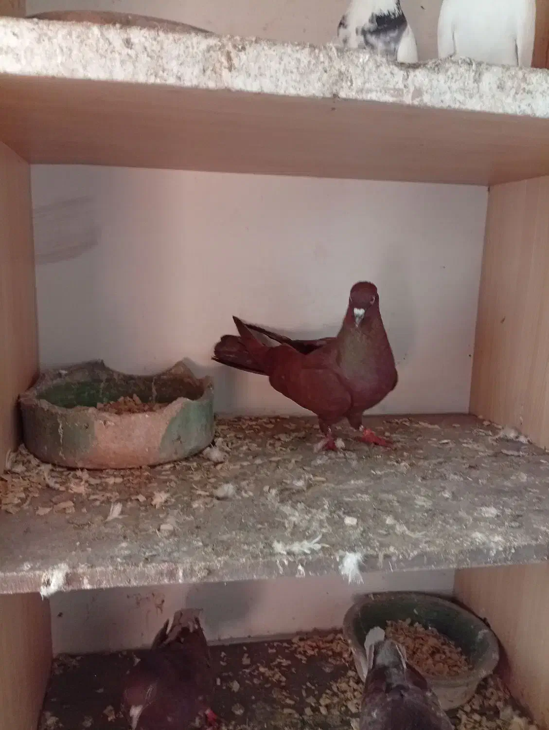 کبوتر سرخ انگلیسی|پرنده|رشت, کوی حسینی|دیوار