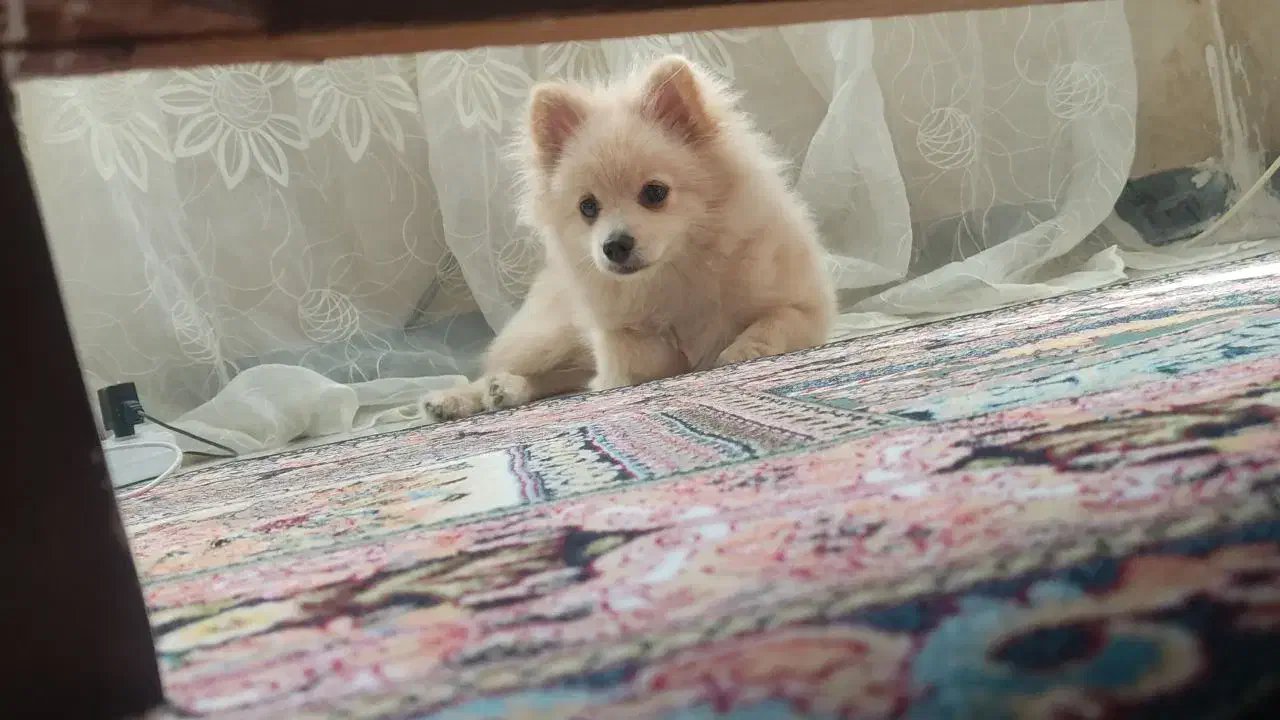 سگ پامرفروشی|سگ|قدس, شهر‌قدس|دیوار