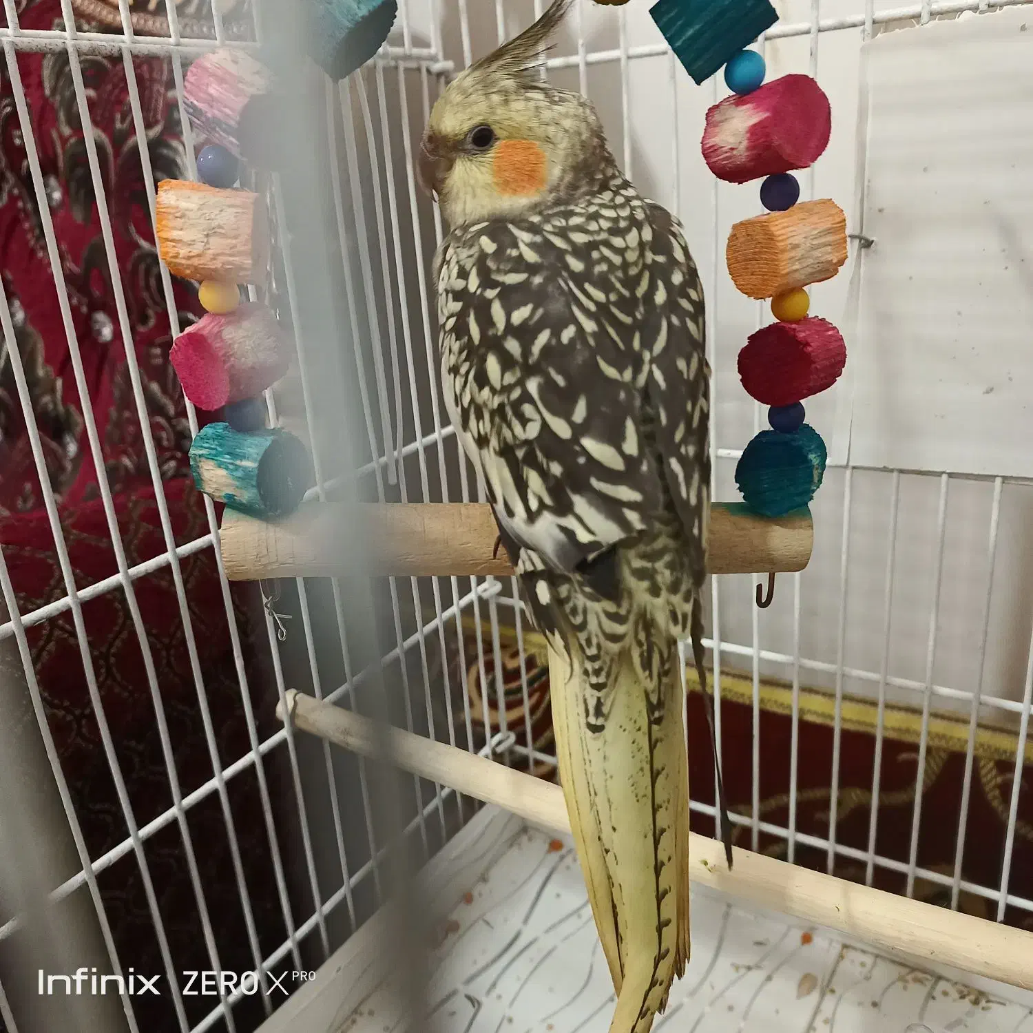 طوطی‌عروس‌نروماده باهم.سرحال‌جدا هم کسی خواست میدم|پرنده|فومن, |دیوار