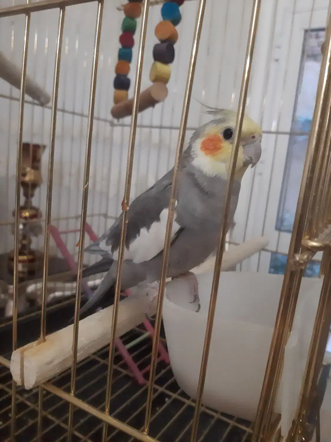 گمشده در کوی معلم|حیوانات|میاندوآب, |دیوار