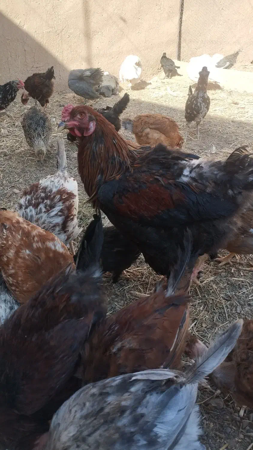 فروش خروس|حیوانات مزرعه|خلیل آباد, |دیوار