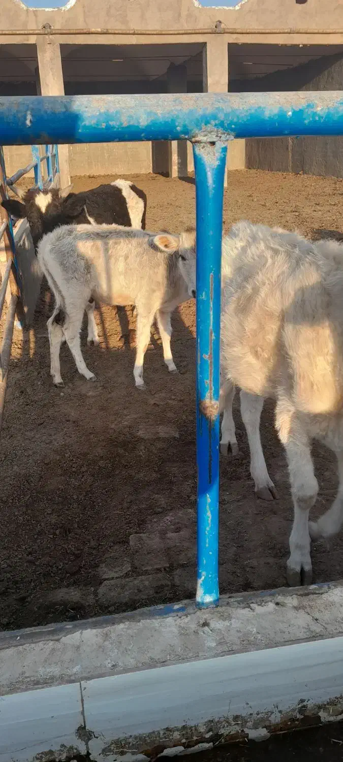 گاو و گوساله محلی. فوری. مناسب|حیوانات مزرعه|قم, بقیع|دیوار