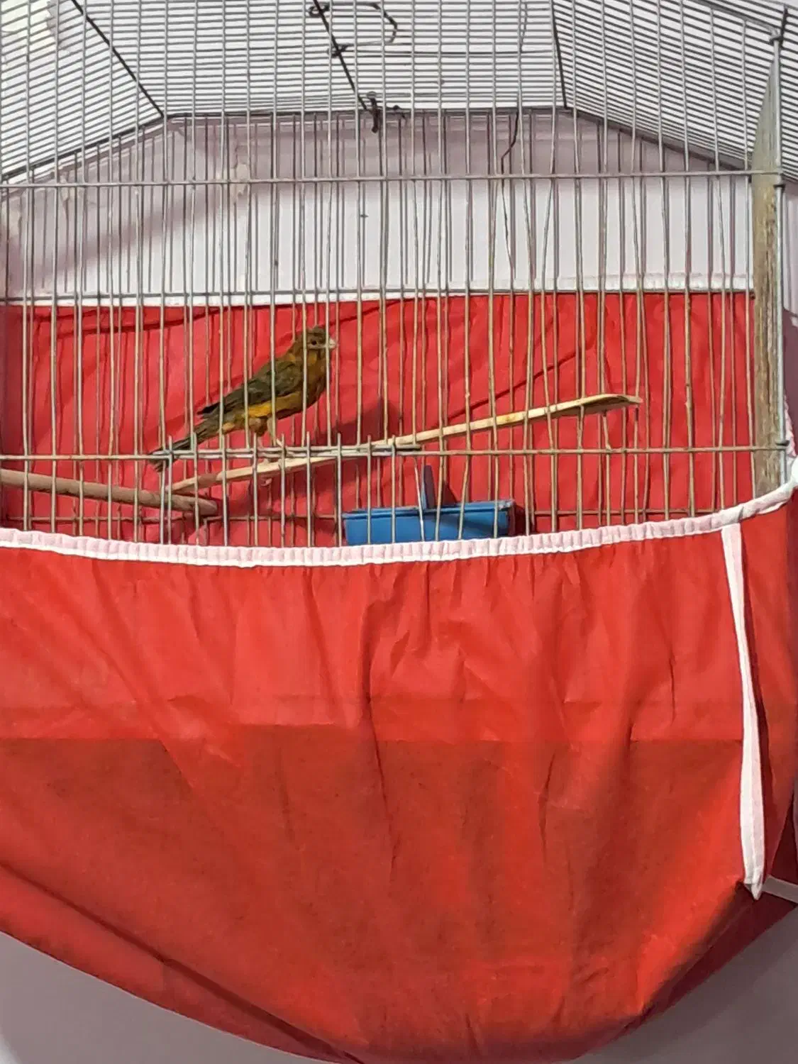 فروش قناری نر و یک جفت قناری باغی|پرنده|بوشهر, |دیوار