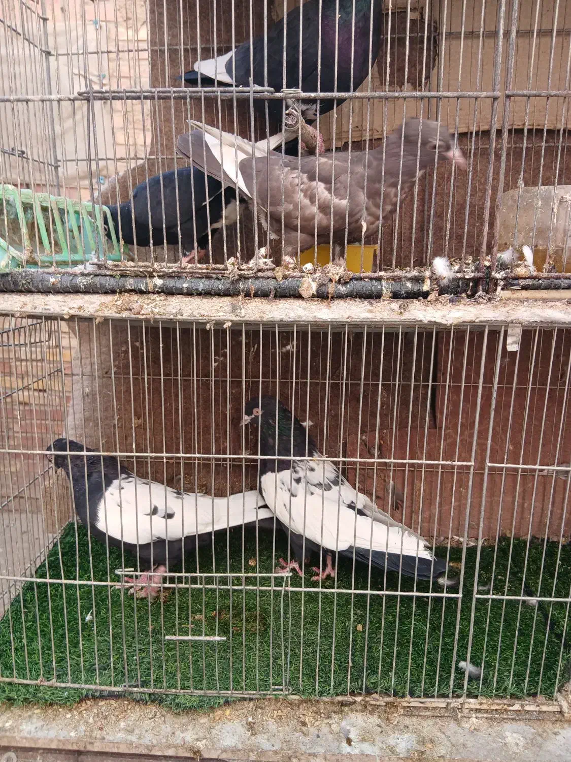 چند جفت کبوتر خوشگل سینه سیاه وسینه قهوای|پرنده|کرمان, |دیوار