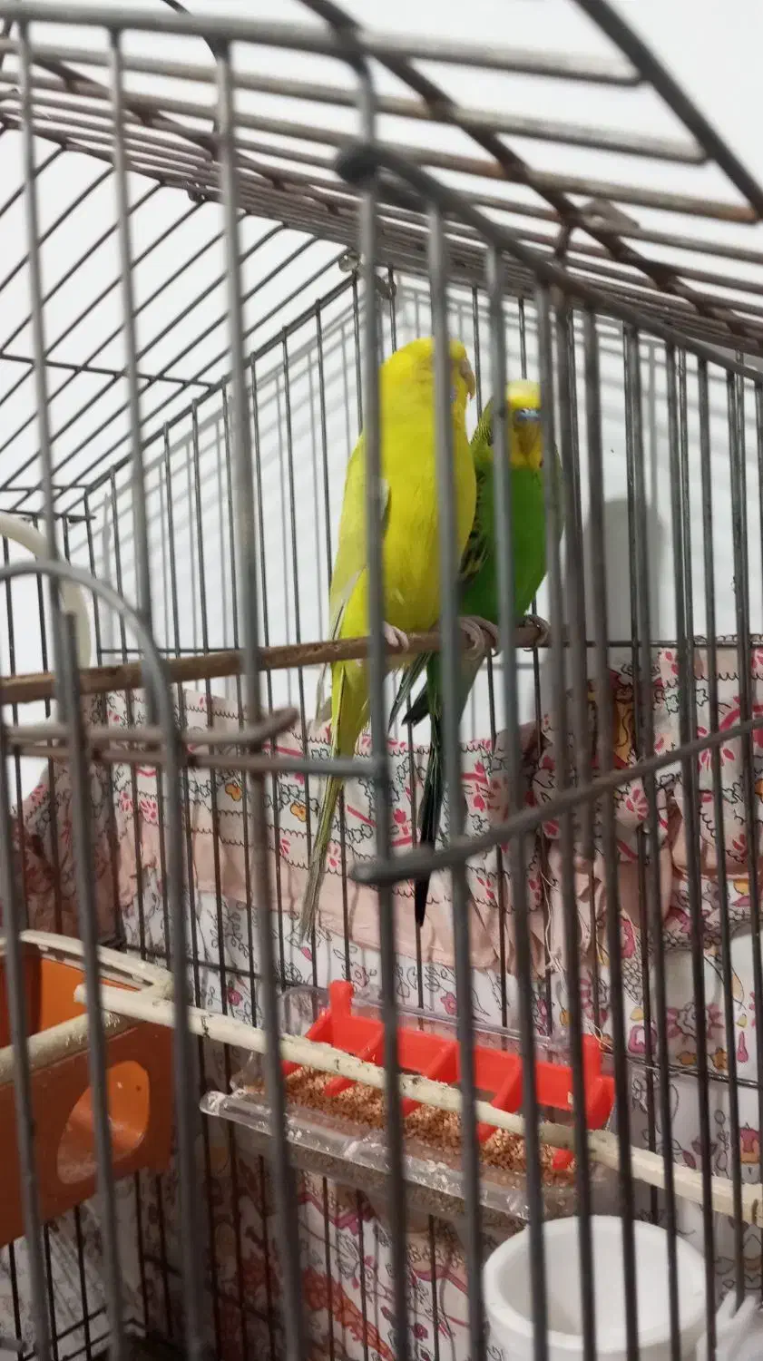 مرغ عشق|پرنده|ملارد, |دیوار