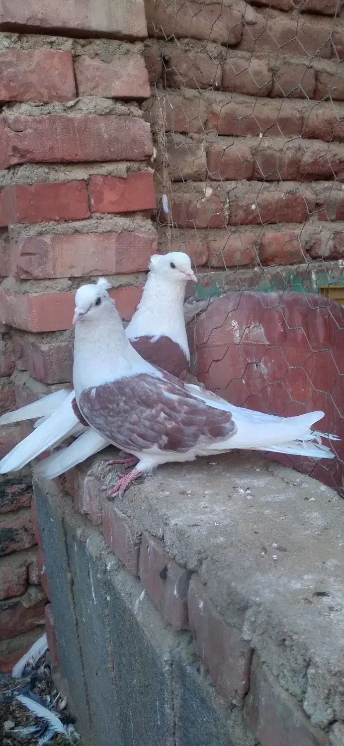 پشتی جفت|پرنده|فیروزآباد (آذربایجان), |دیوار