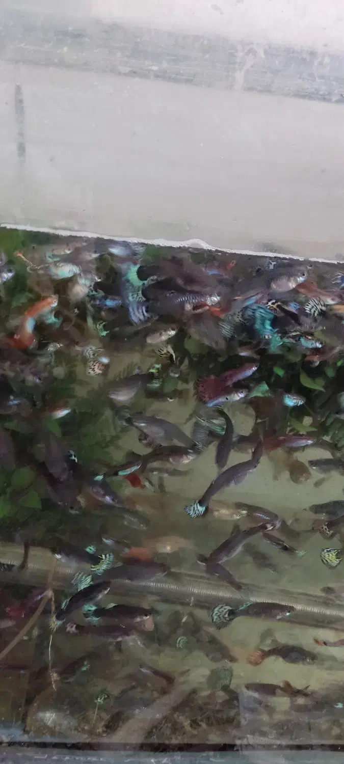 فروش تعداد زیادی ماهی گوپی بزرگ وخوب به(قیمت عمده)|ماهی|شیراز, شریفآباد|دیوار