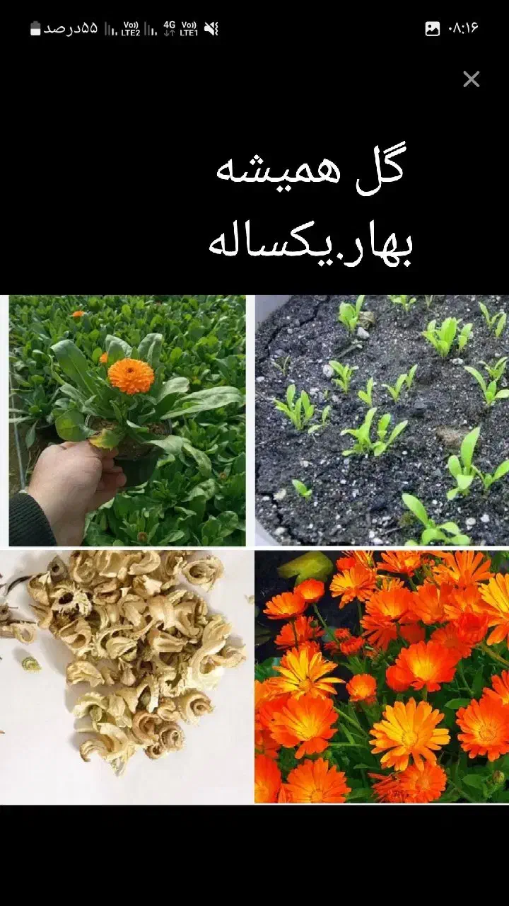بذرگلهای‌یک‌ساله|گل و گیاه طبیعی|سوسنگرد, |دیوار