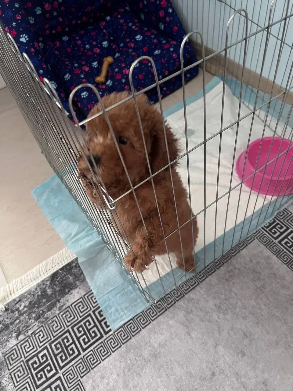 پودل|سگ|پاکدشت, پاکدشت (مامازند)|دیوار