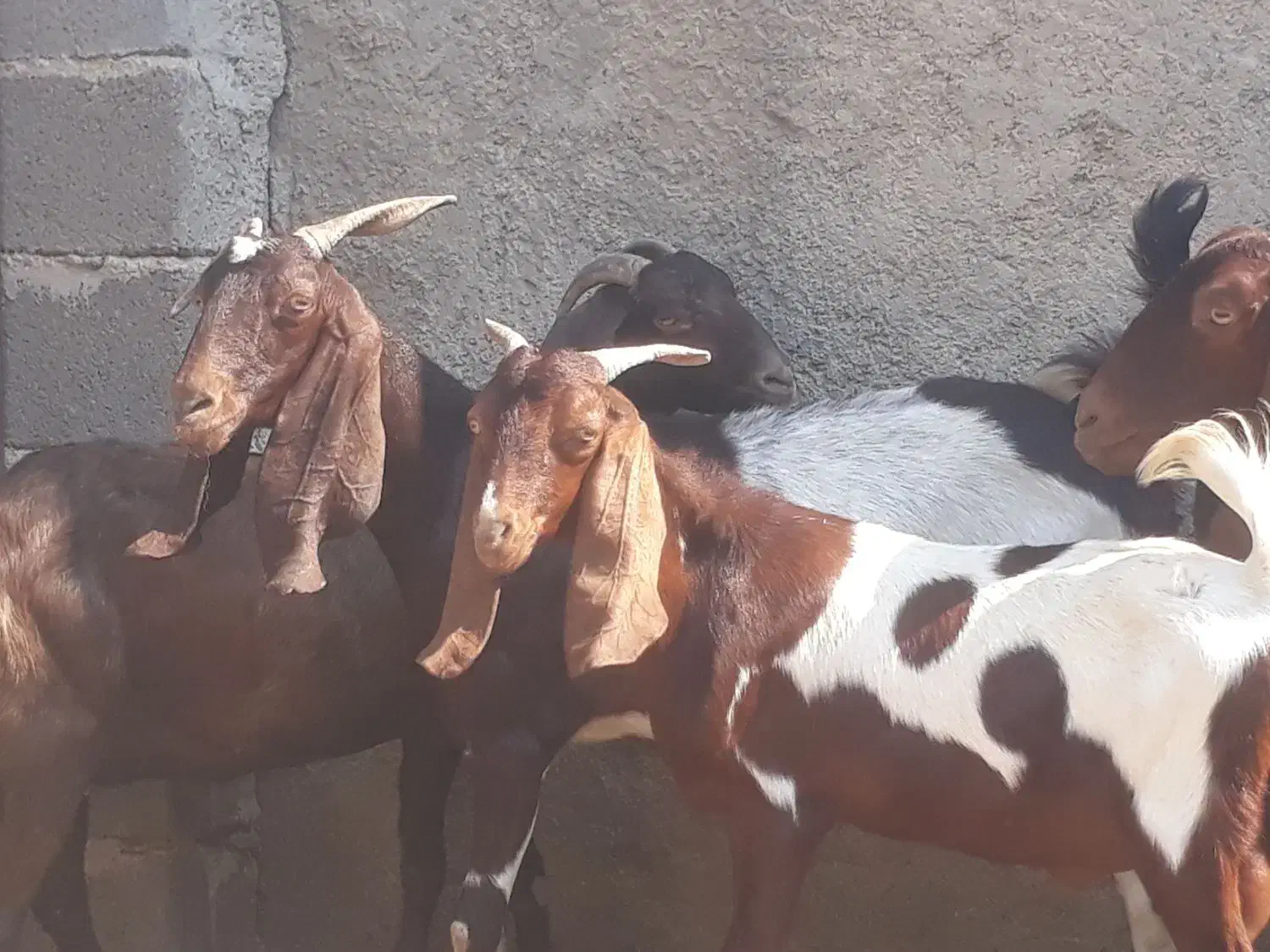 ۵ راس بز افغانی ۴ ماده ابستن ویک نر در سربندر|حیوانات مزرعه|بندر ماهشهر, |دیوار