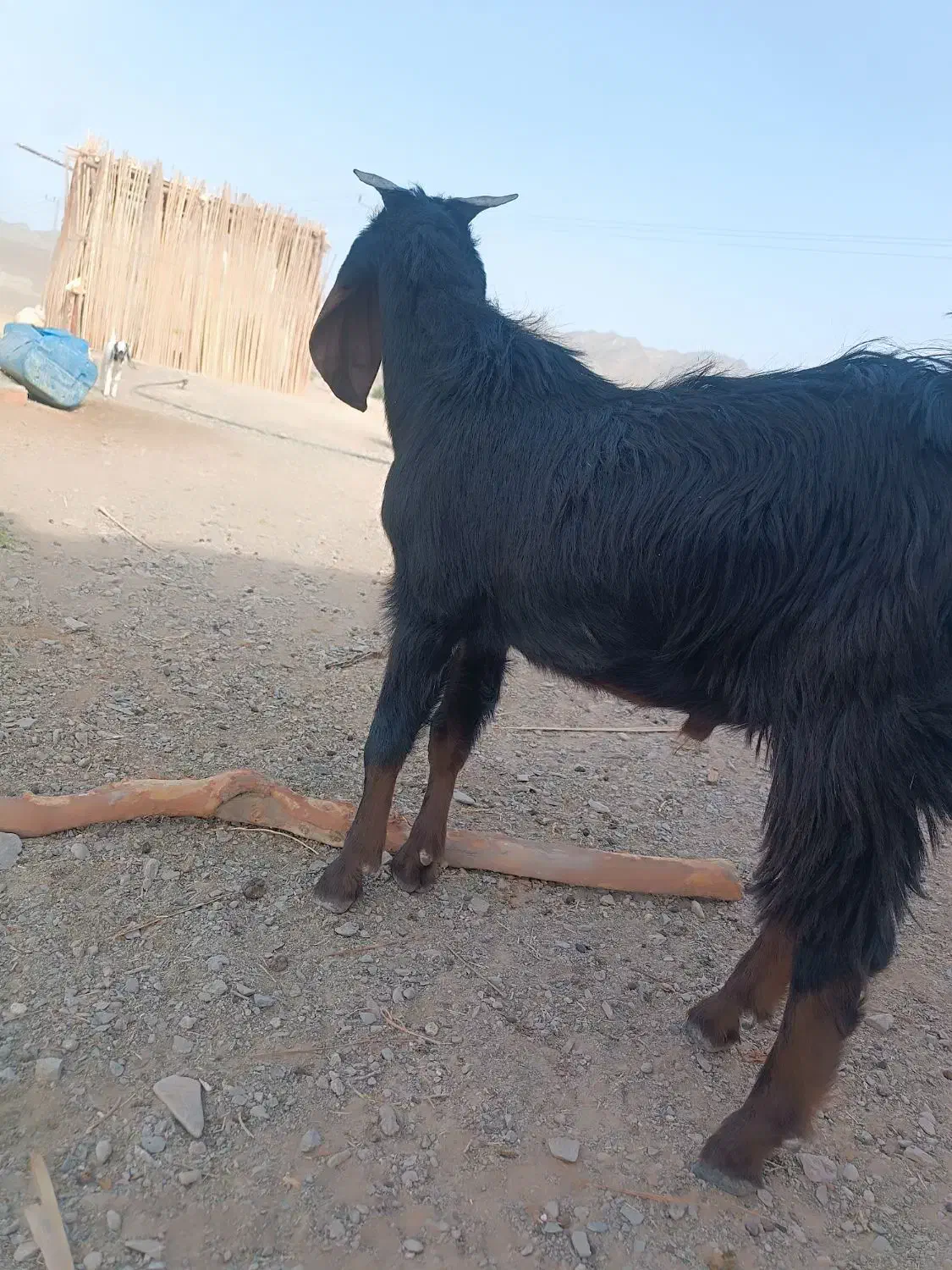 بز نر چاق|حیوانات مزرعه|میرجاوه, |دیوار