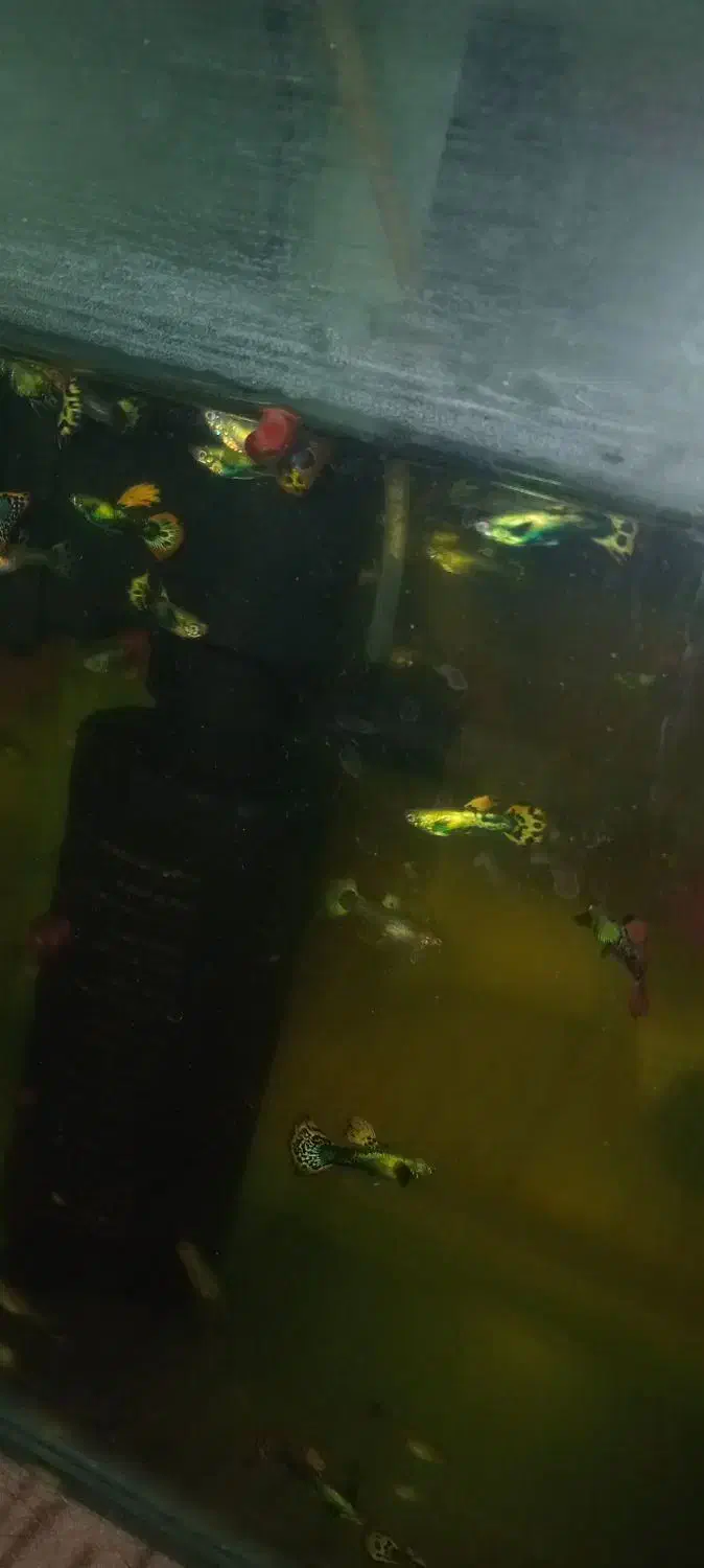 اکواریوم ماهی گوپی تزعینات حلزون|ماهی|اردبیل, |دیوار