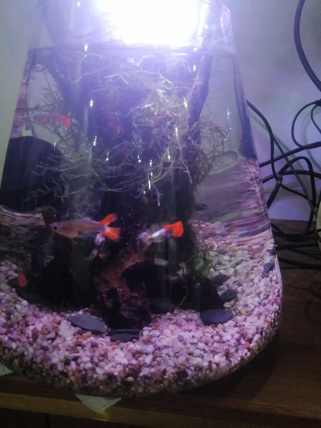 تنگ بزرگ ماهی|ماهی|رشت, کوی مهر|دیوار