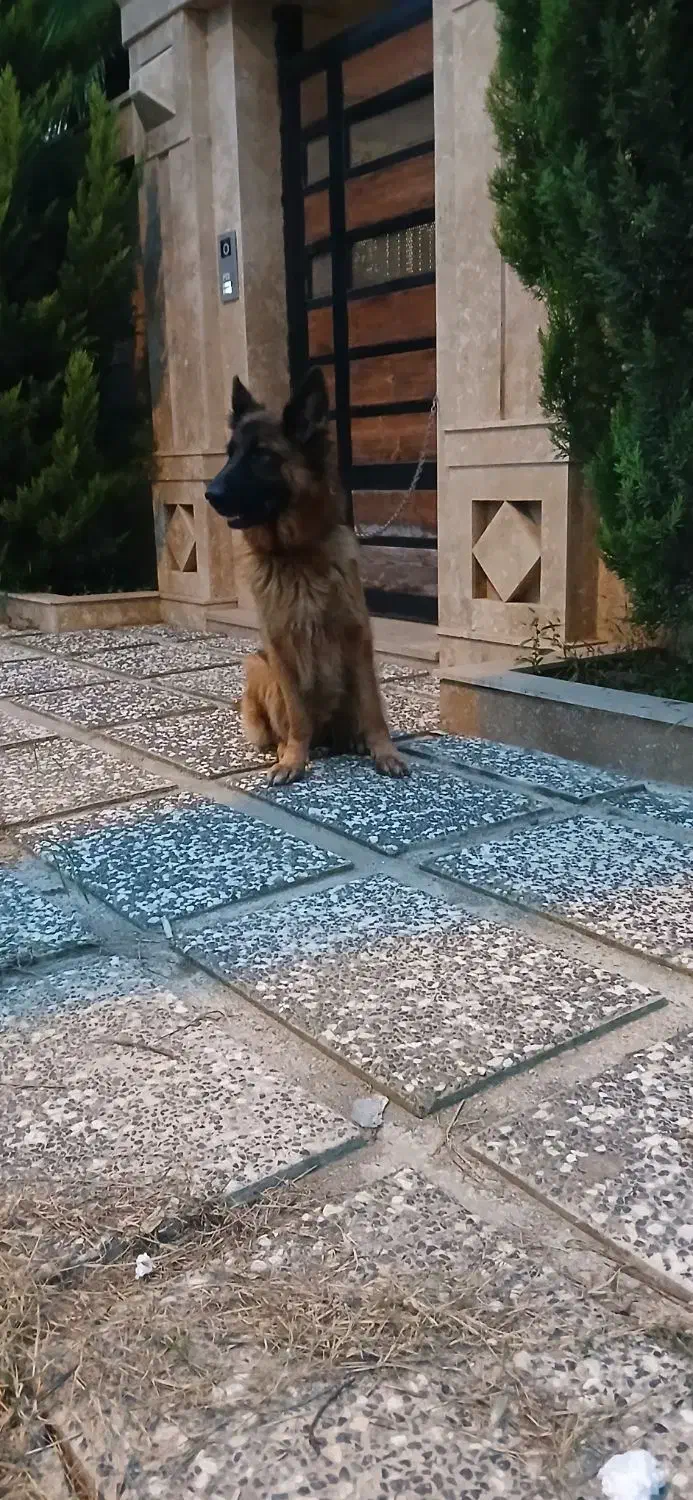 ژرمن شیپرد دوساله جنسیت ماده|سگ|عباسآباد, |دیوار