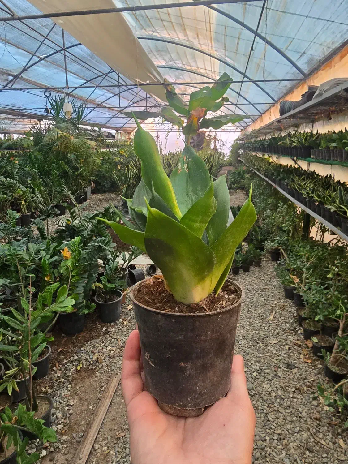 حراج گیاه شروع از ۲۰ تومن|گل و گیاه طبیعی|چهارباغ, |دیوار