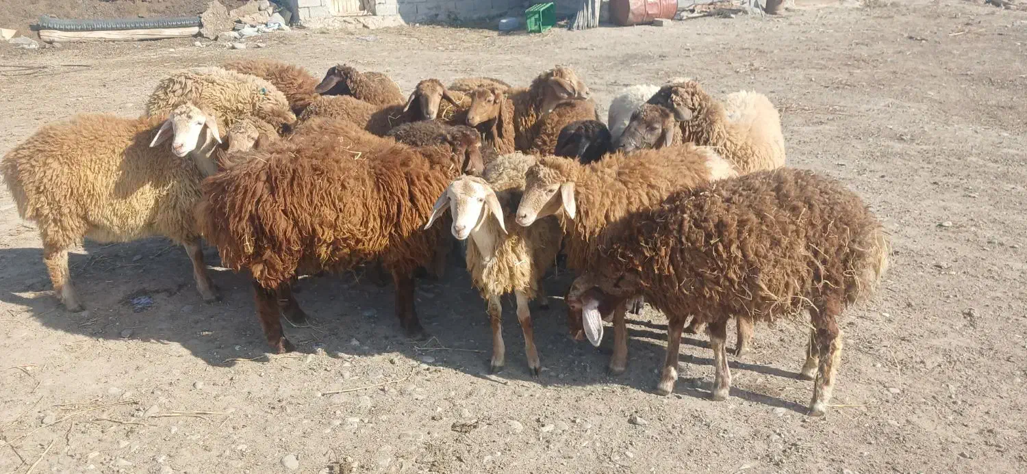 بره فروشی اوتتاخ|حیوانات مزرعه|اصلاندوز, |دیوار