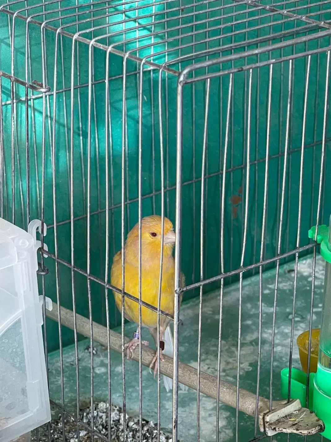 قناری نر|پرنده|مبارکه, |دیوار