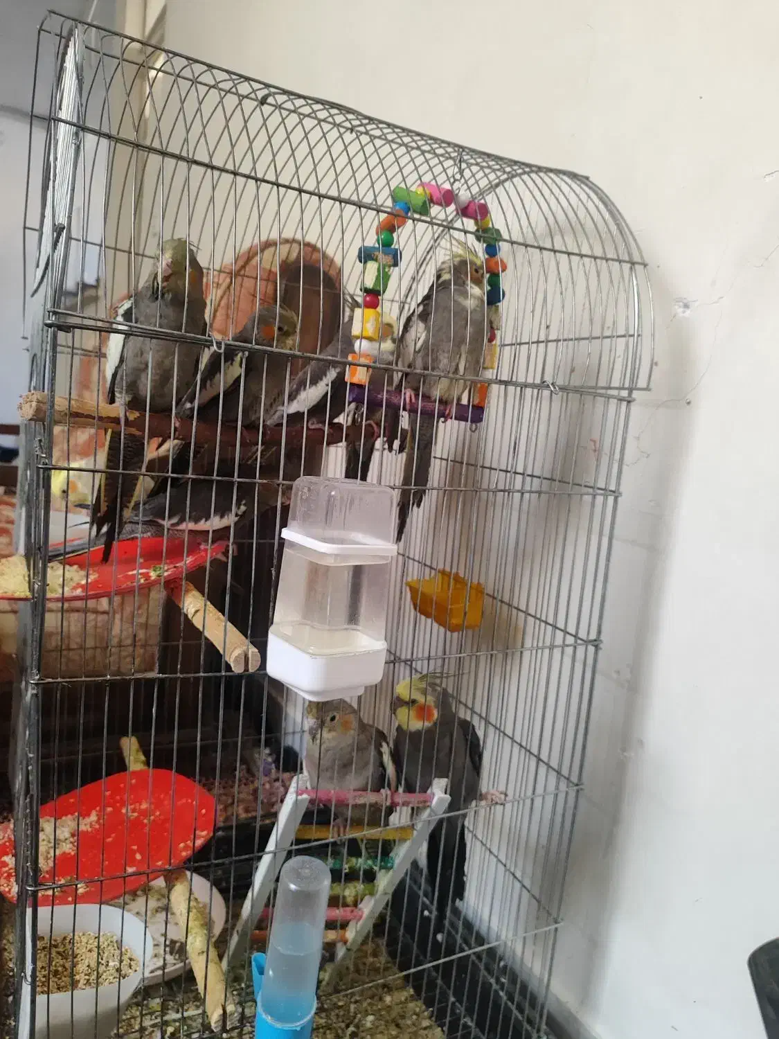 یک جفت عروس هلندی مولد صحیح و سالم و درشت|پرنده|قم, گلزار|دیوار