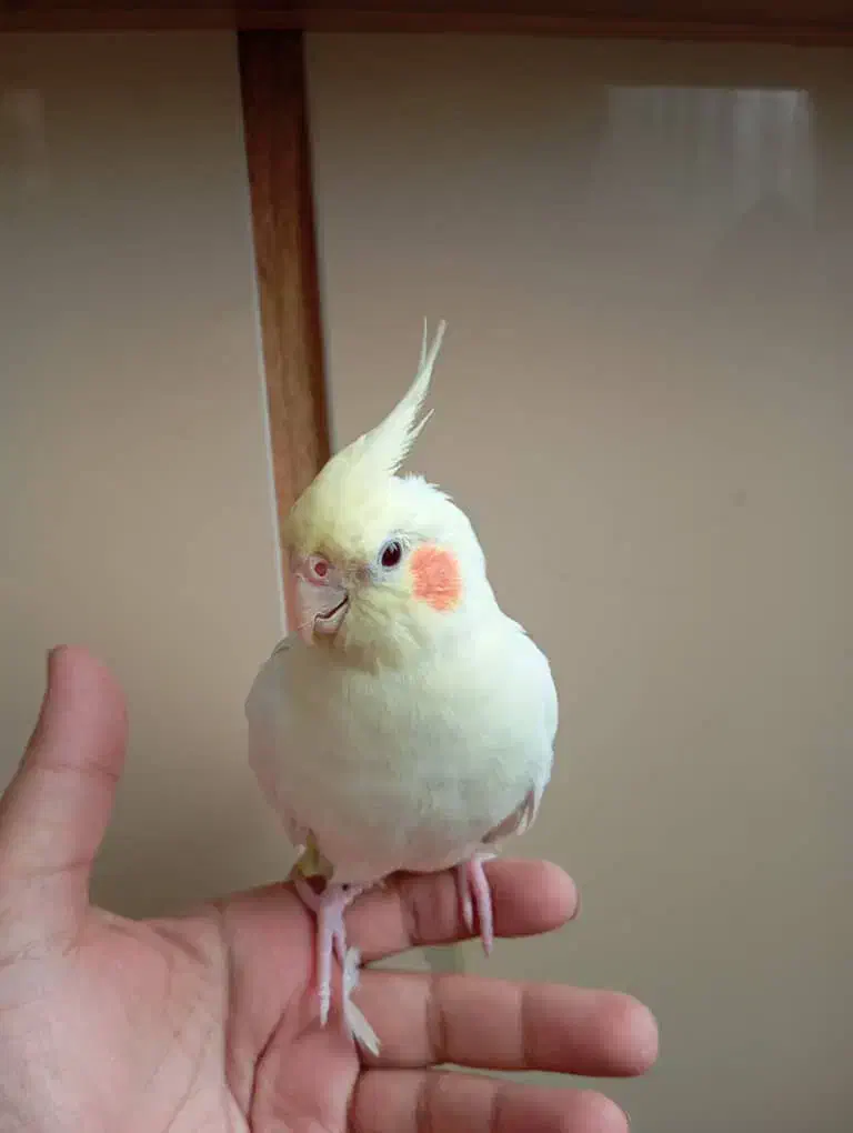 عروس هلندی نژاد لوتینو|پرنده|مشهد, امیریه|دیوار