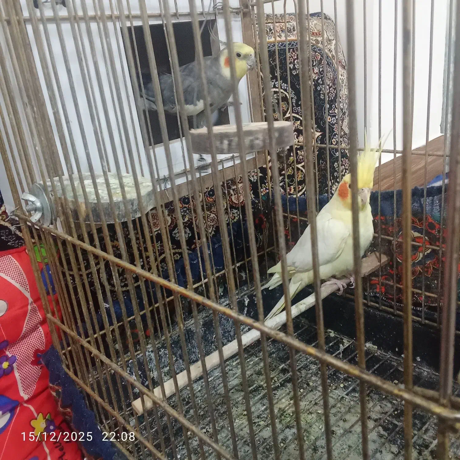 عروس هلندی زیبا ارزون|پرنده|خرمدشت, |دیوار