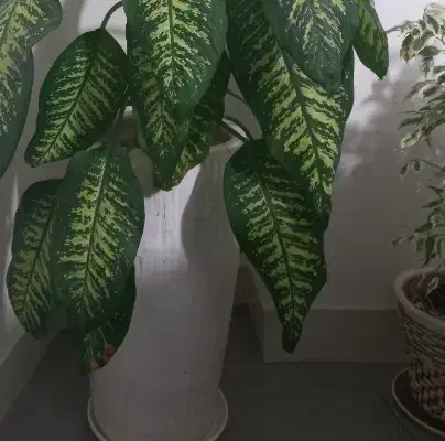 گل طبیعی|گل و گیاه طبیعی|شاهرود, |دیوار