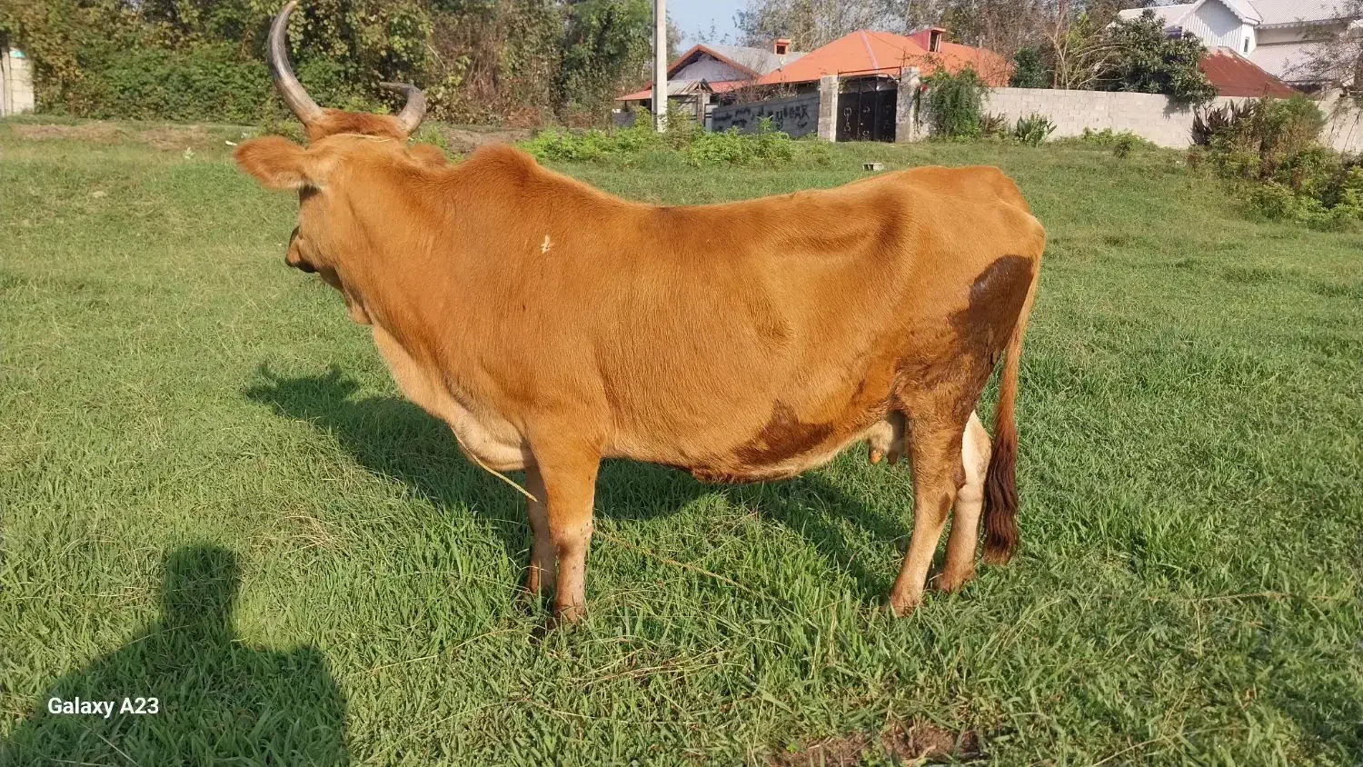 گاووگوساله لیشه چالوسی شکمدار۸ماه|حیوانات مزرعه|لولمان, |دیوار