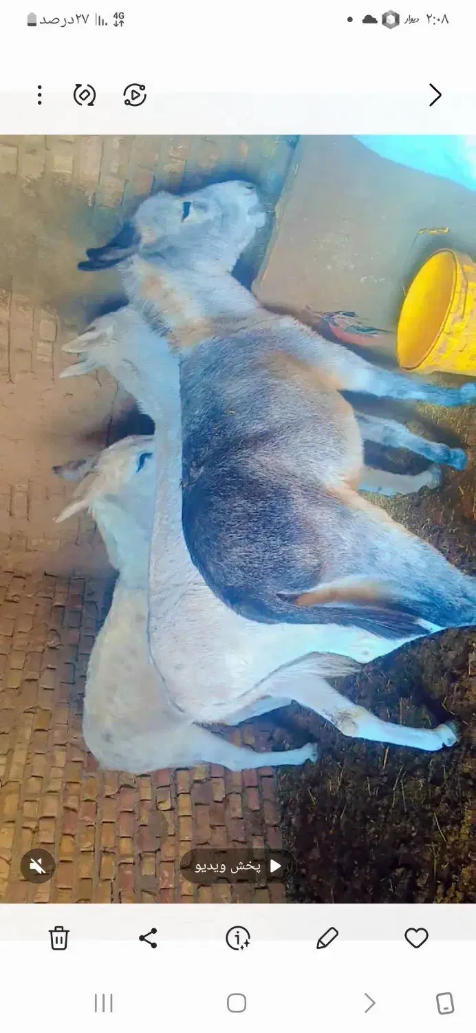 خرفروشی|حیوانات مزرعه|زاوه, |دیوار