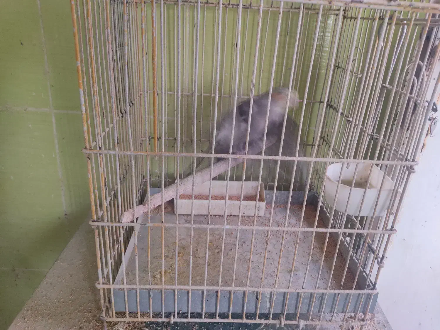 عروس هلندی بالغ کار داده|پرنده|محلات, |دیوار