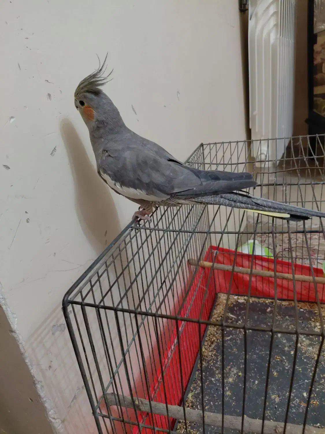 عروس هلندی ماده  سخن گو دستی|پرنده|تهران, امیریه|دیوار