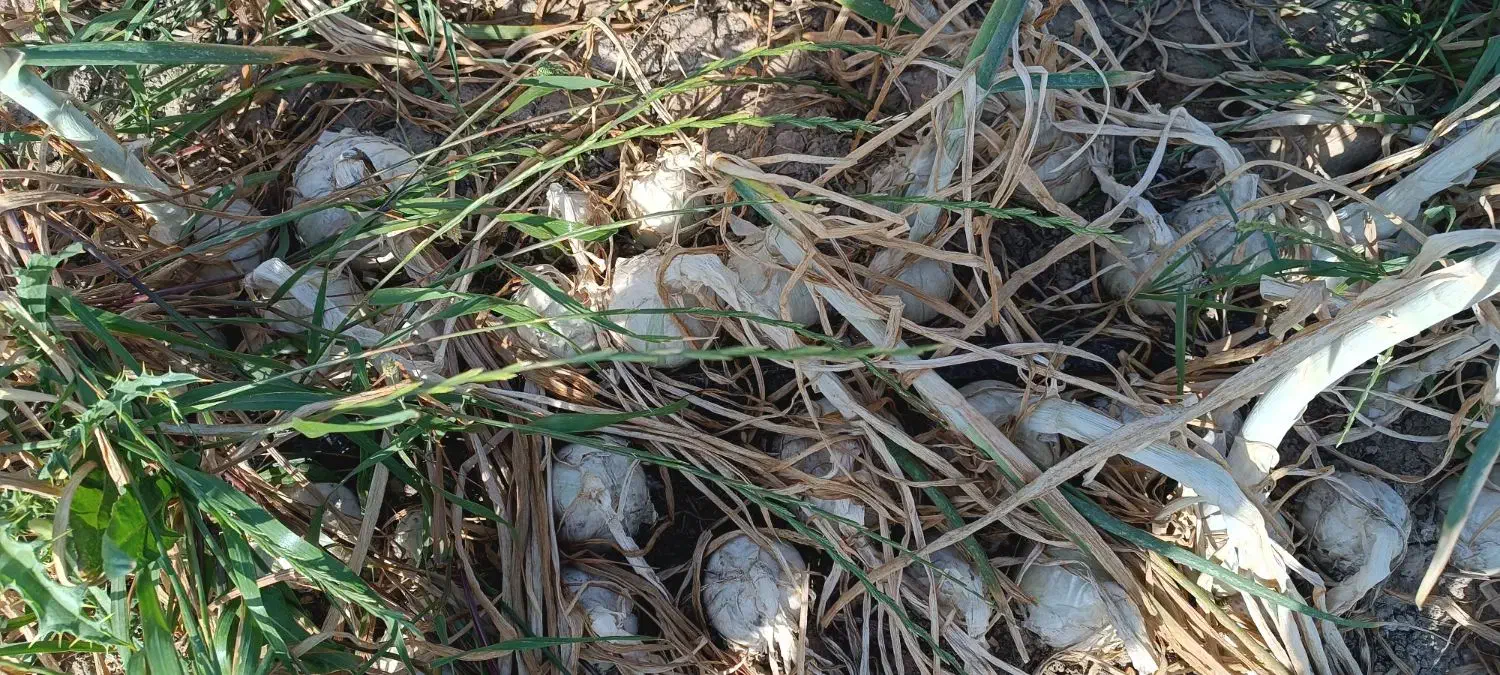 موتور و زمین کشاورزی برای اجاره|اجارهٔ دفتر صنعتی، کشاورزی، تجاری|جیرفت, |دیوار