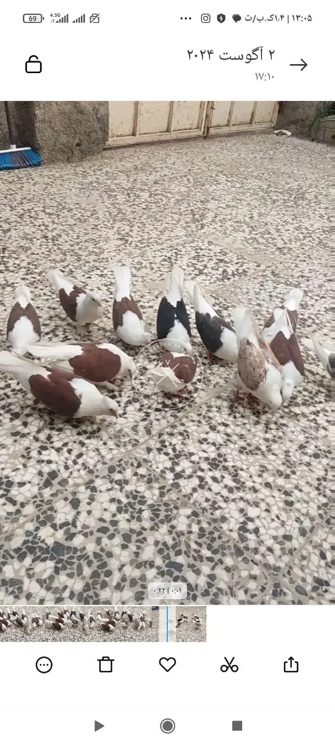 8تا دوبال مهر ماکلی|پرنده|مینودشت, |دیوار