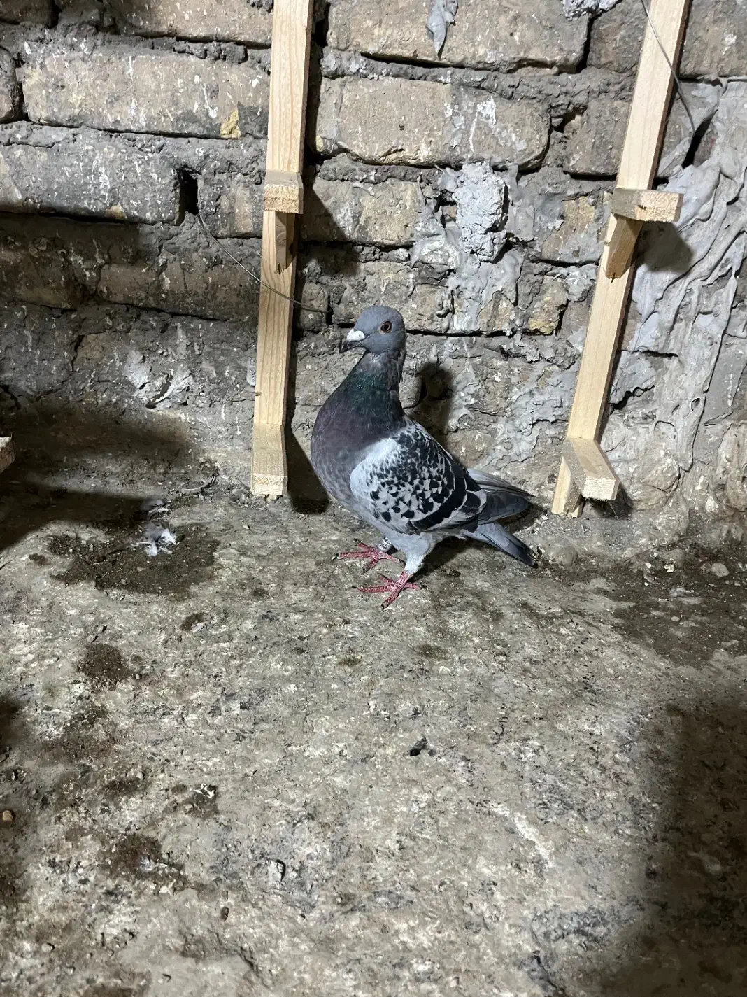 از هوا گرفتم|حیوانات|نائین, |دیوار