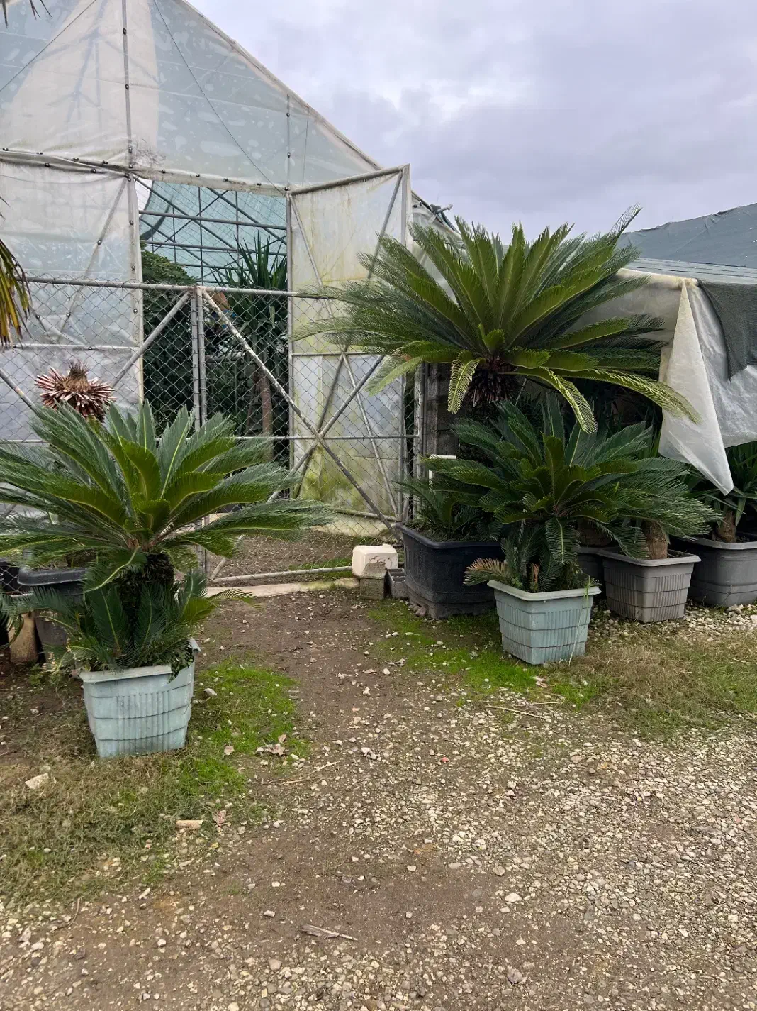 گیاه سیکاس ژاپنی ( گل تزیینی فضای سبز )|گل و گیاه طبیعی|تهران, صادقیه|دیوار