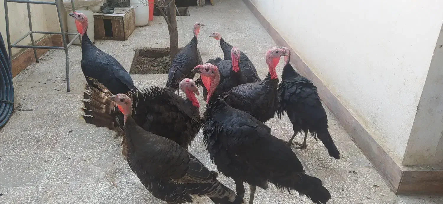 بوقلمون محلی صحیح وسالم|حیوانات مزرعه|گرگان, |دیوار