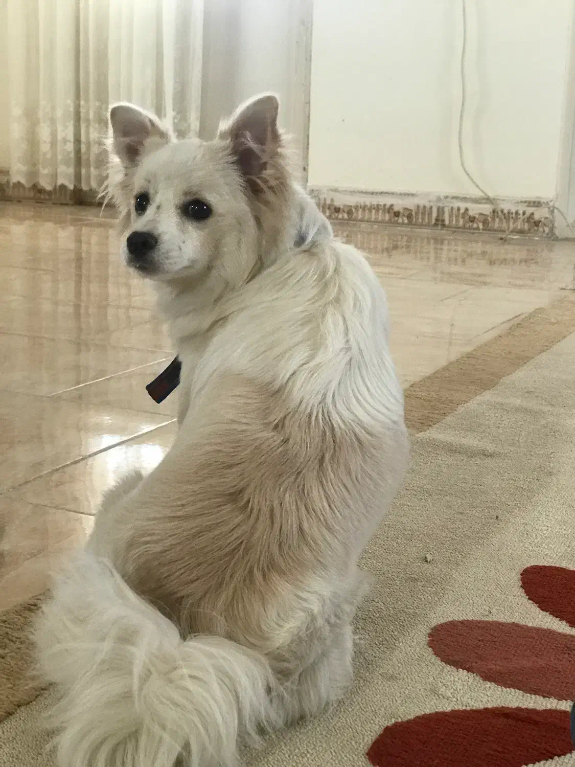 حیوان خانگی|سگ|قزوین, |دیوار