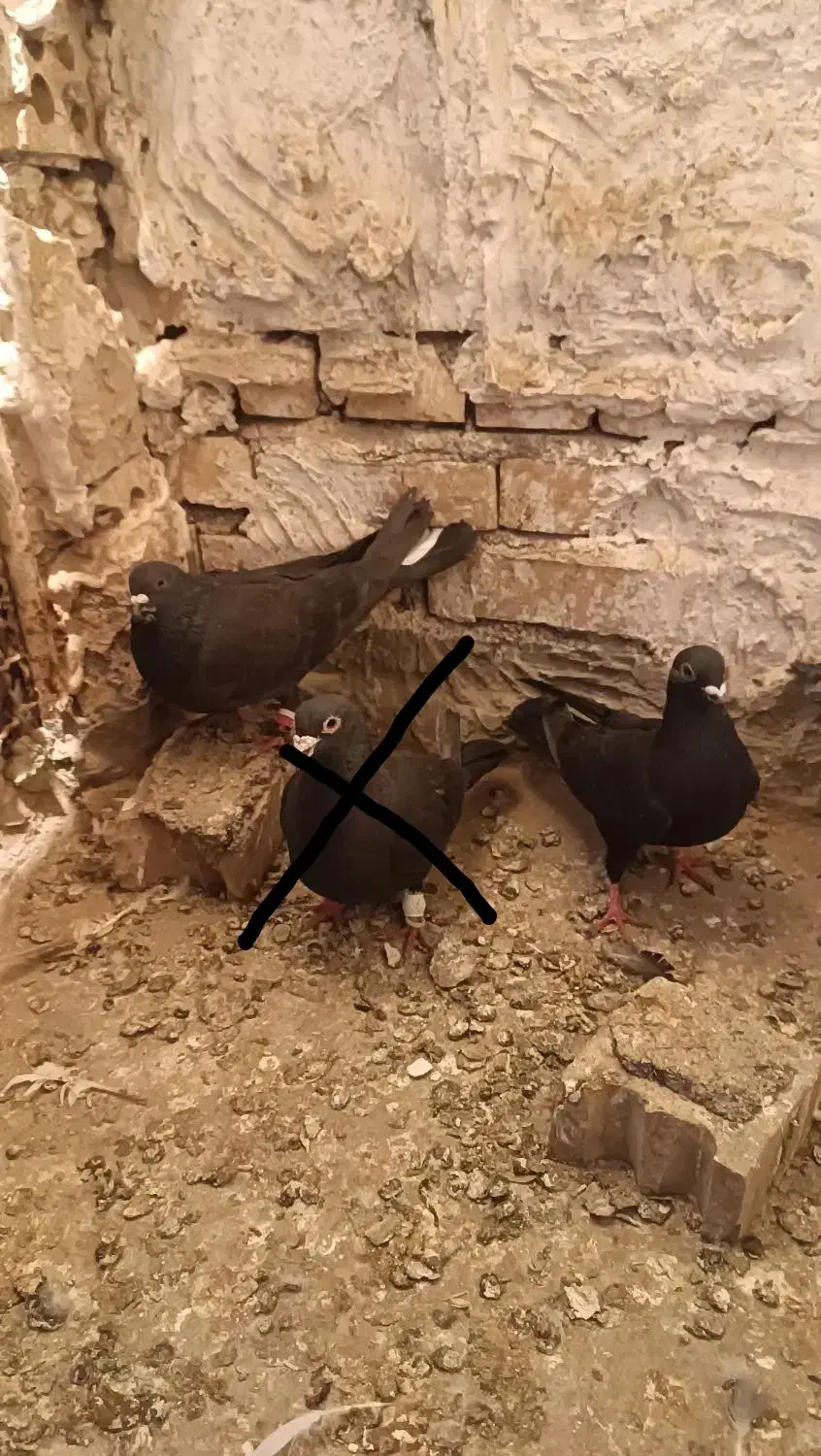 زاغ|پرنده|مشهد, شهرآرا|دیوار