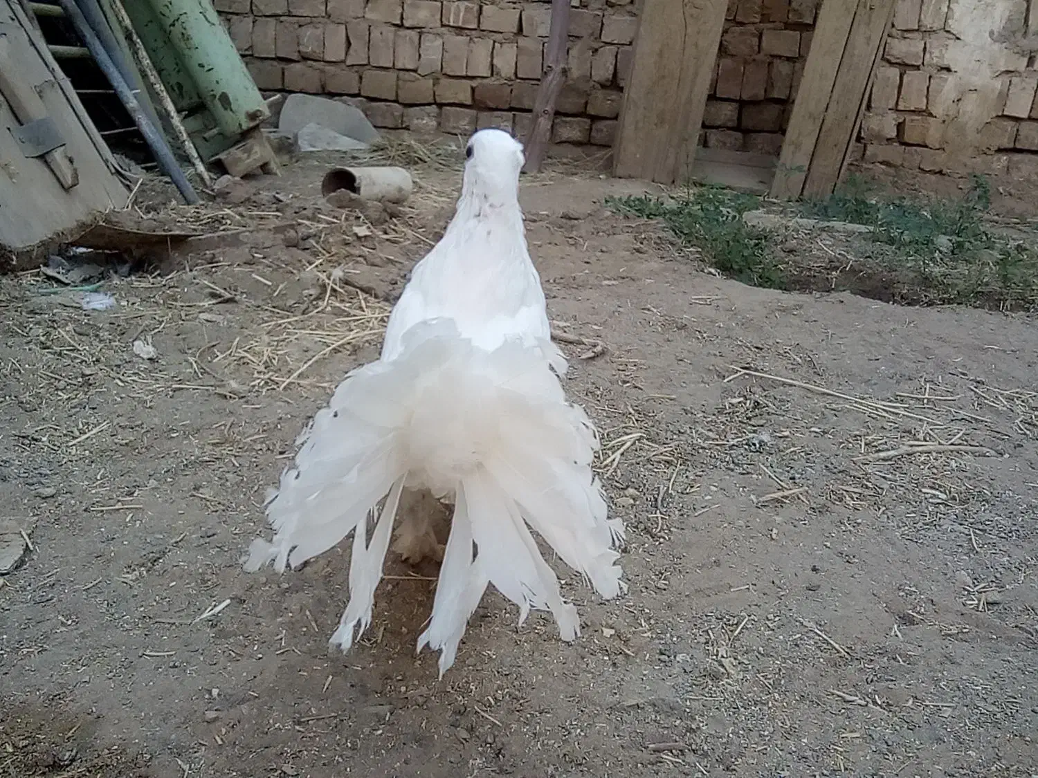 کبوتر دم چتری کاکلی(انگلیسی)|پرنده|کاشان, فاز ۱ ناجی آباد|دیوار