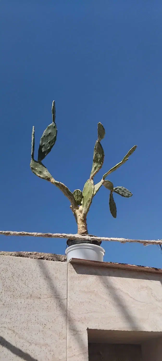 کاکتوس مجانی|گل و گیاه طبیعی|شیراز, کوشک میدان|دیوار