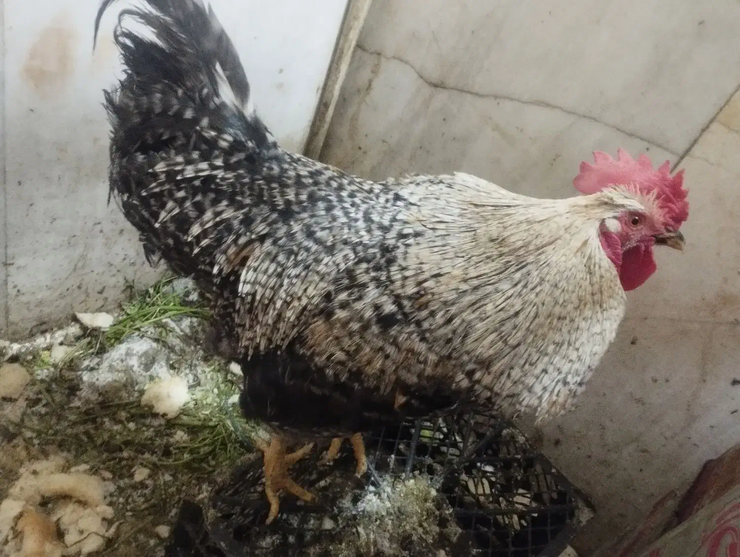 یک عدد خروس محلی|حیوانات مزرعه|تهران, ترمینال جنوب|دیوار