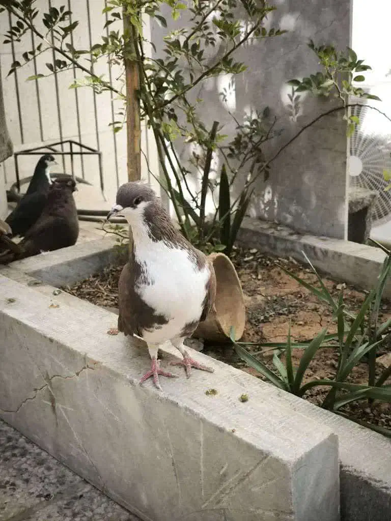 کبوتر ماده خوشرنگ سرخ|پرنده|شهرضا, |دیوار