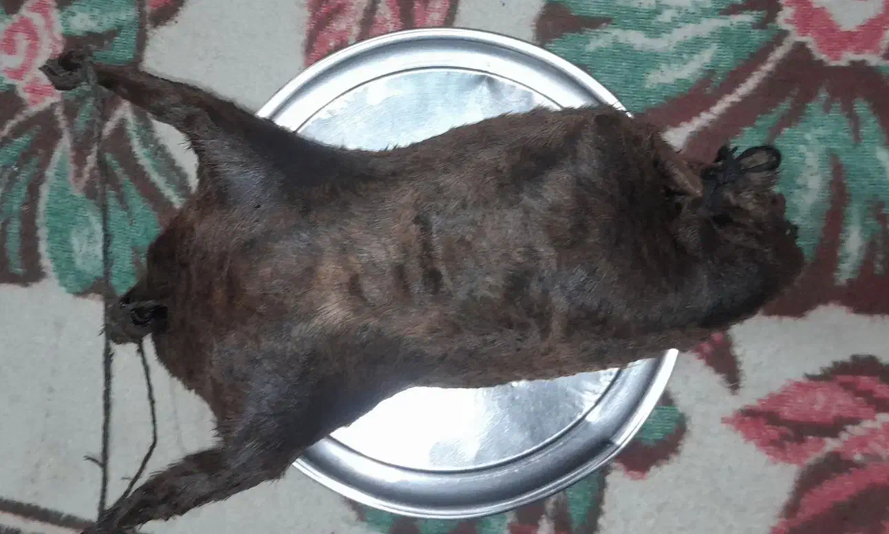 هیزه|خوردنی و آشامیدنی|کوهدشت, |دیوار