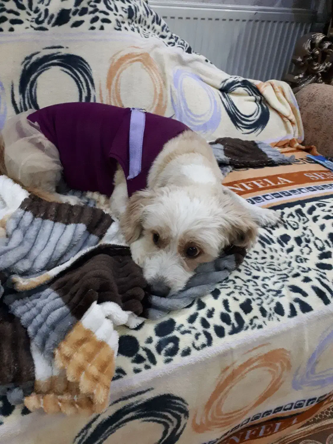 واگذاری سگ شیرو تریر|سگ|اصفهان, خانه اصفهان|دیوار