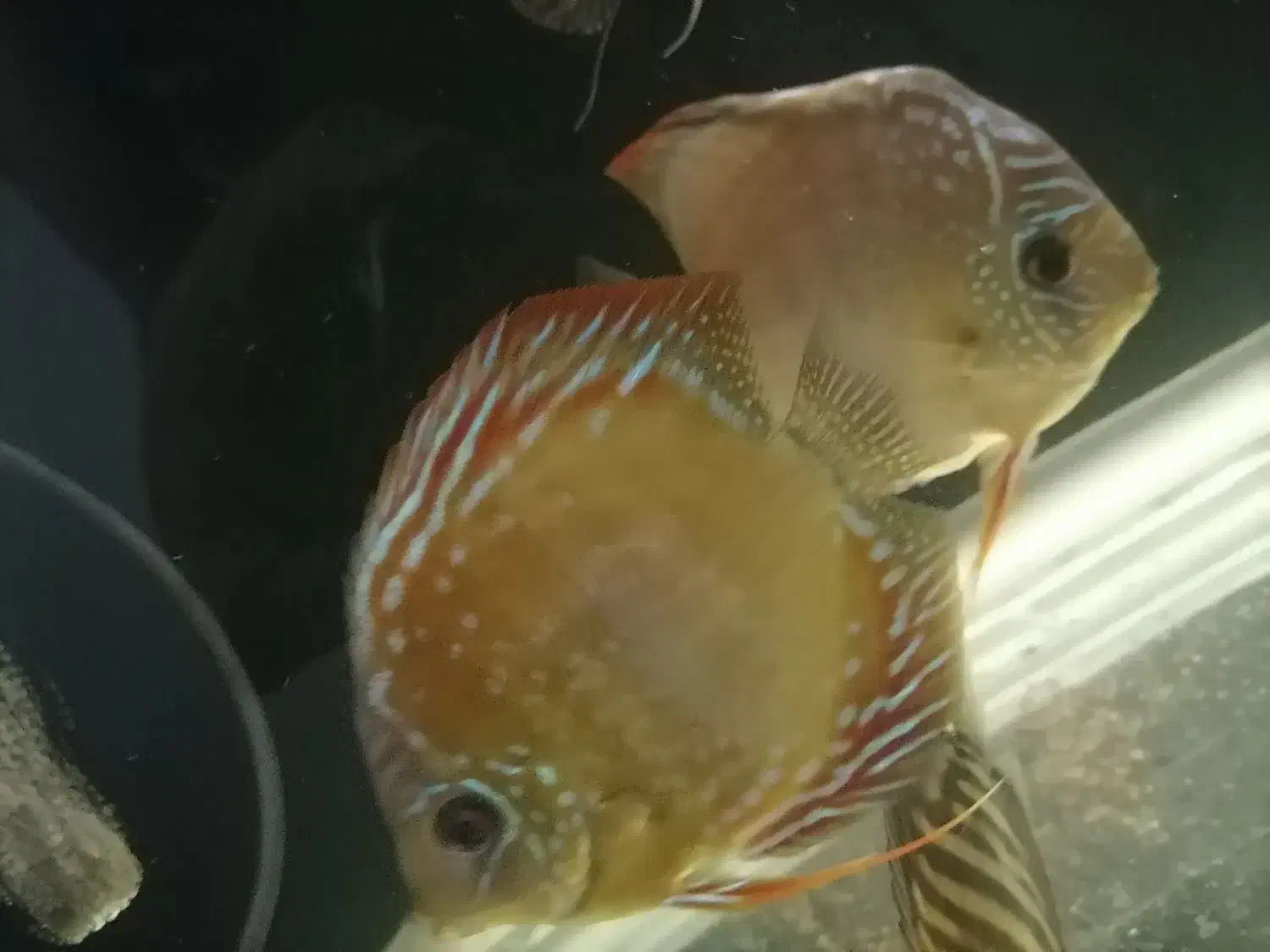 دیسکس نژاد وحشی|ماهی|تهران, جوادیه|دیوار